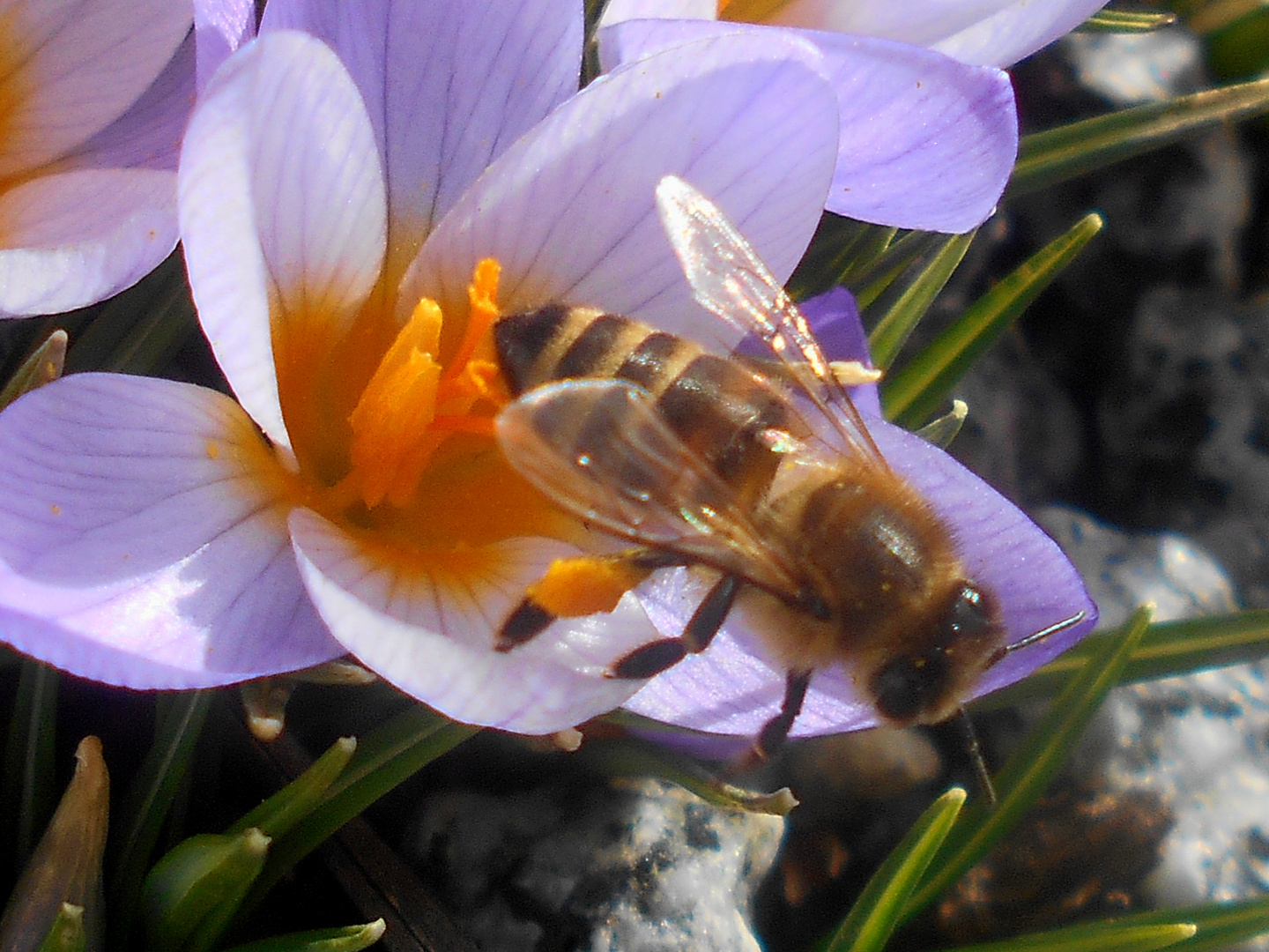 Biene auf Blume