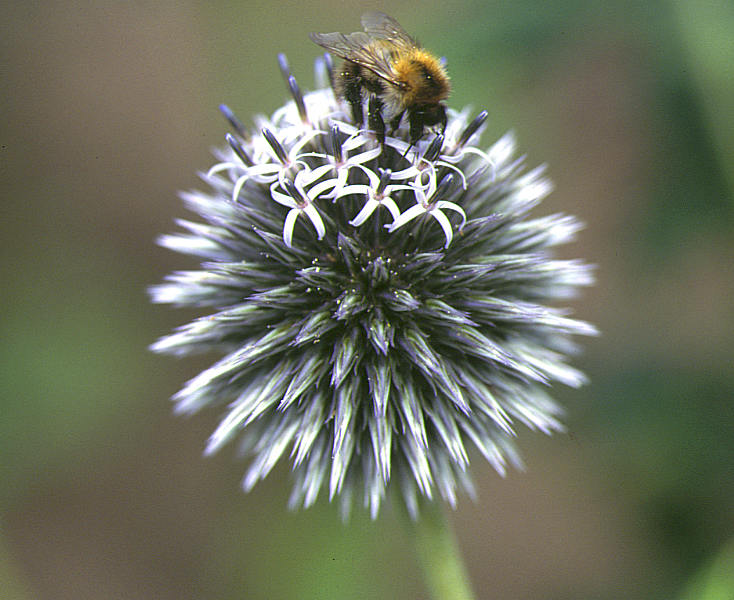 Biene auf Blume