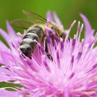 Biene auf Blume