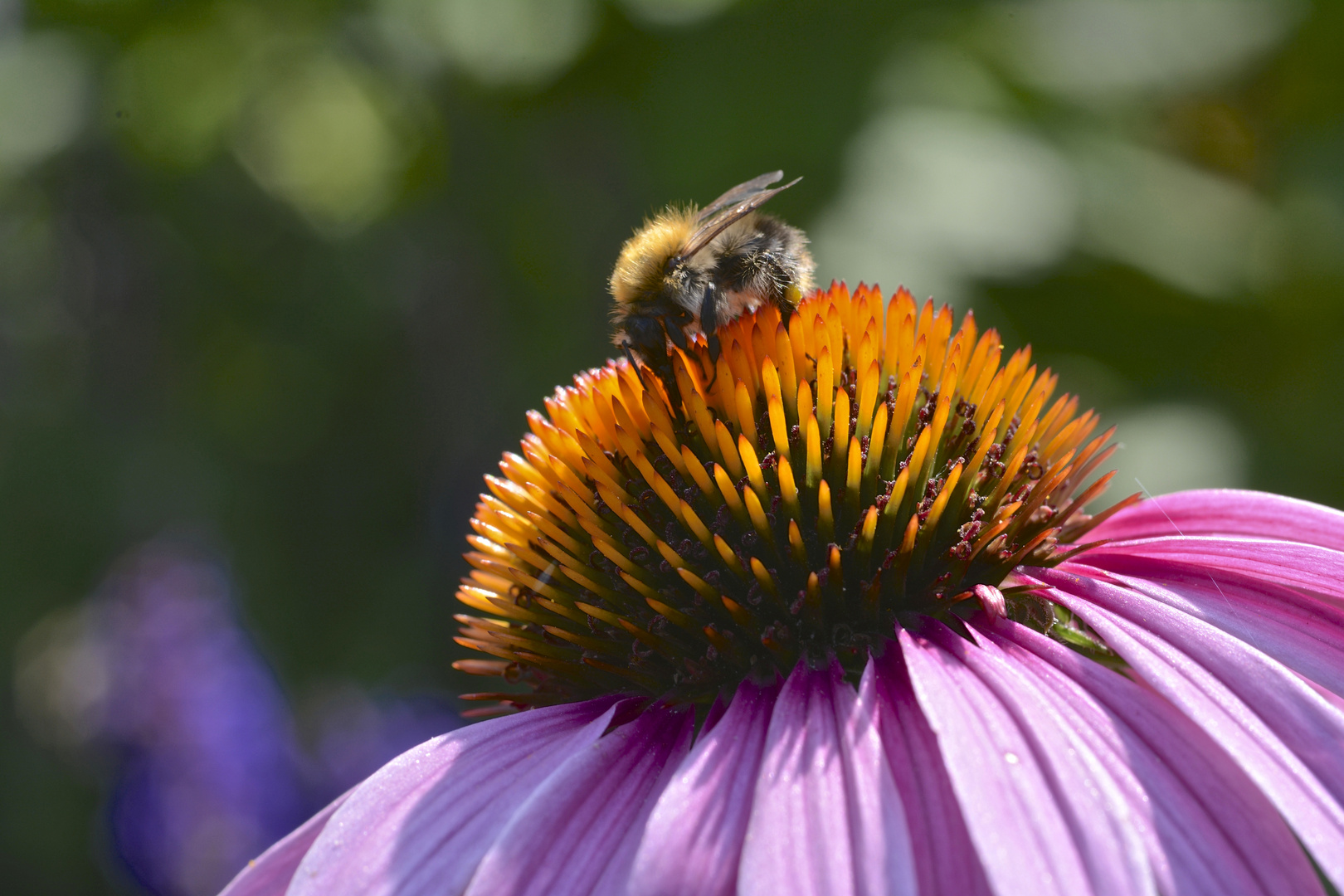 Biene auf Blume