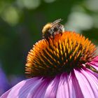 Biene auf Blume