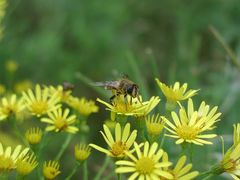 Biene auf Blume