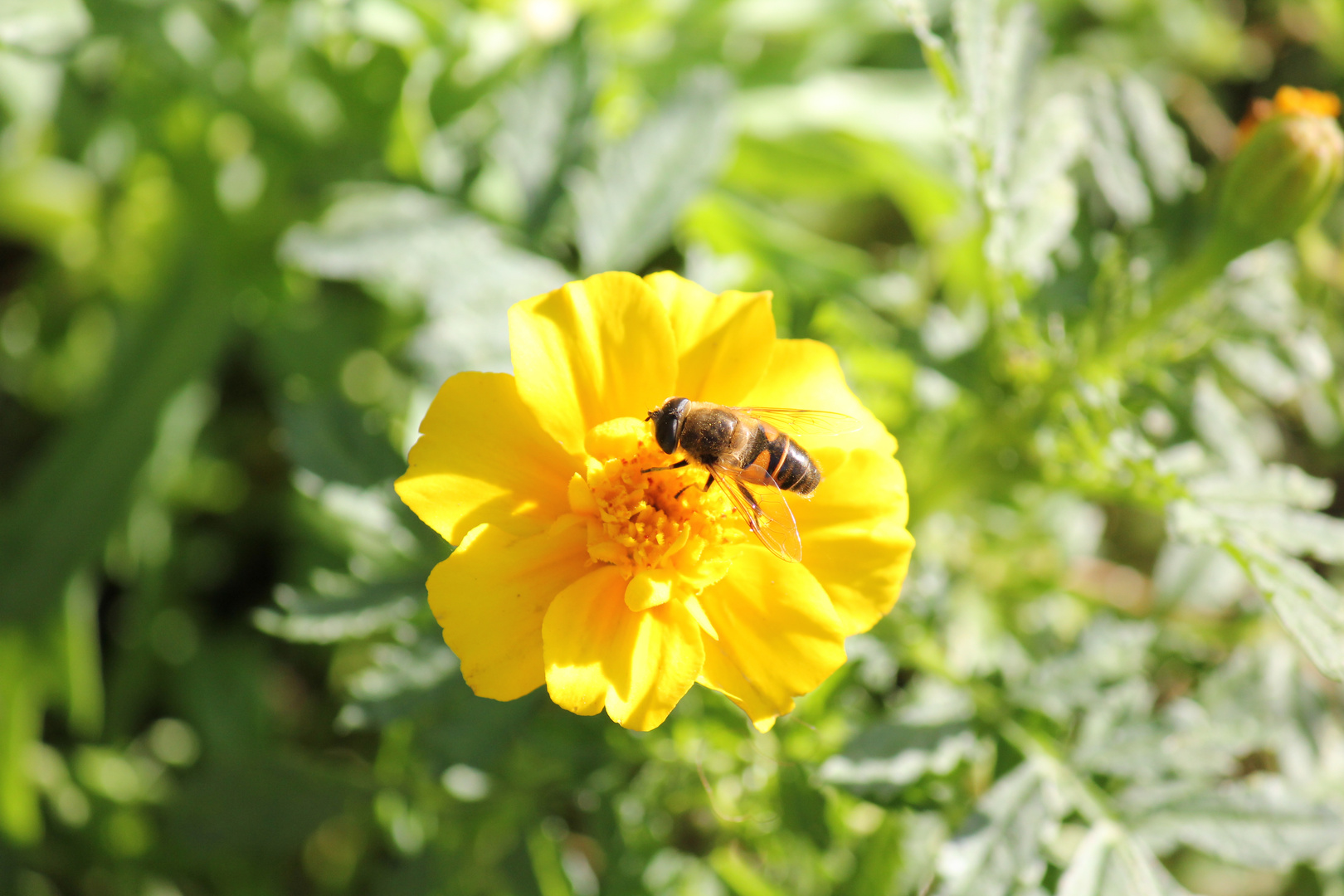 Biene auf Blume