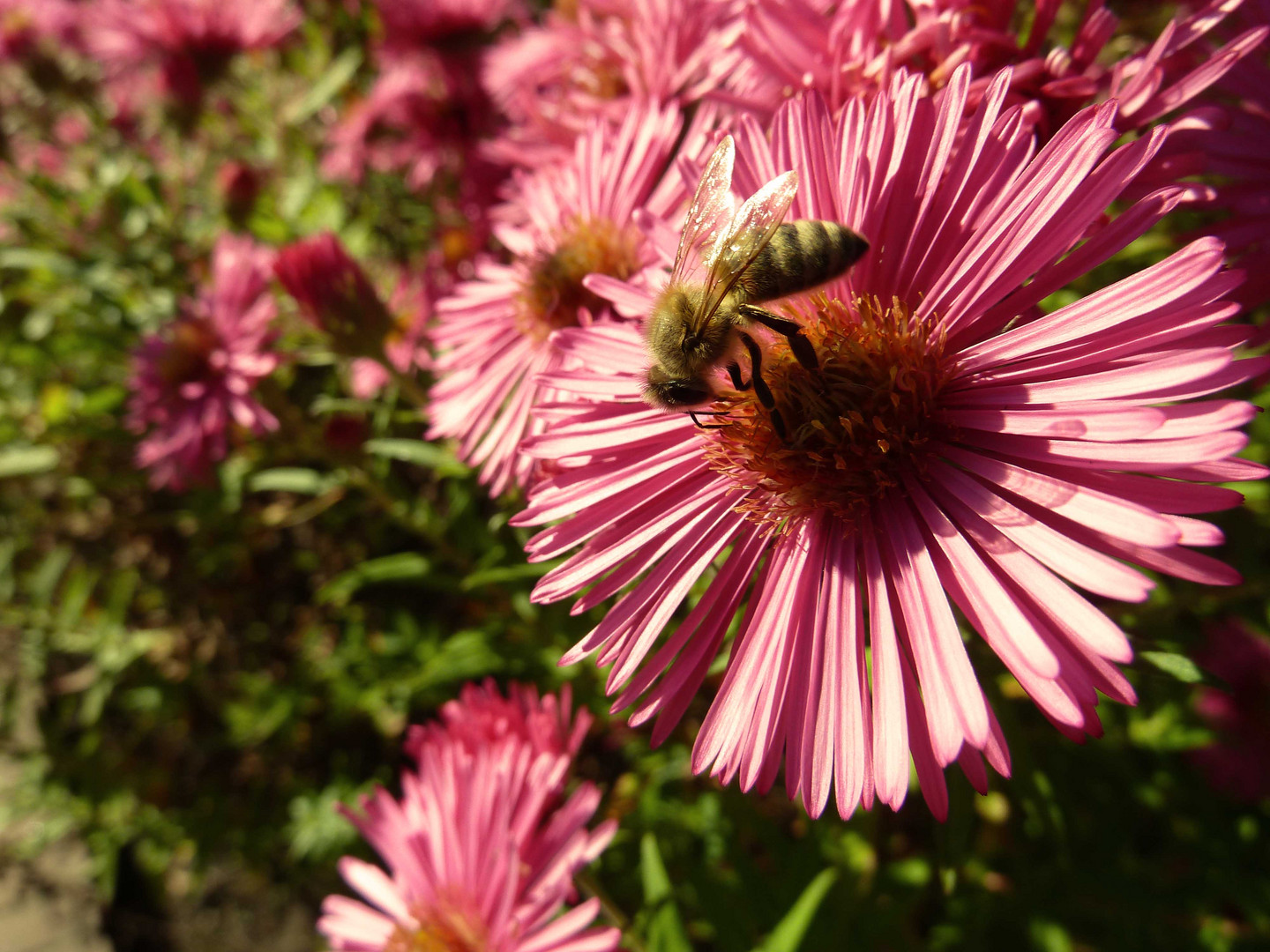 Biene auf Blume