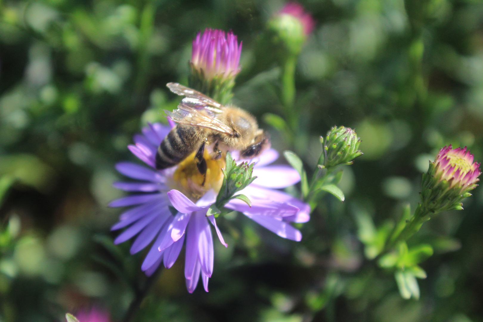 Biene auf Blume