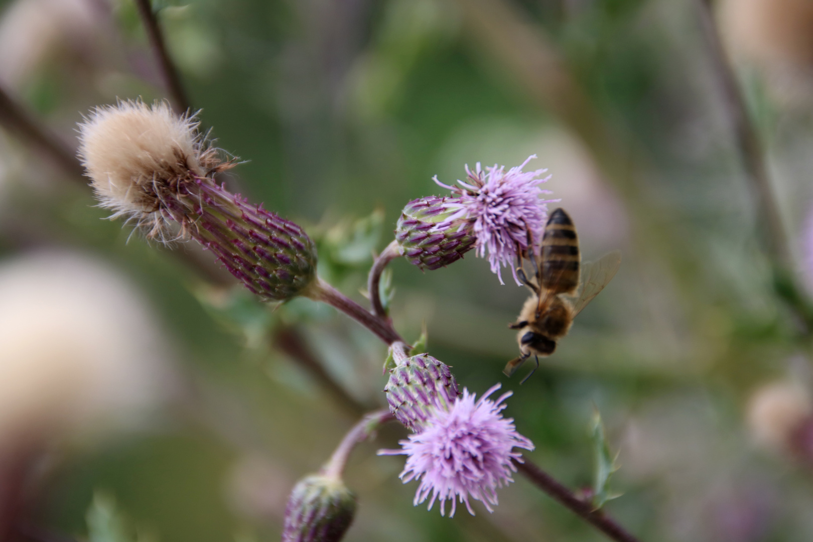 Biene auf Blume