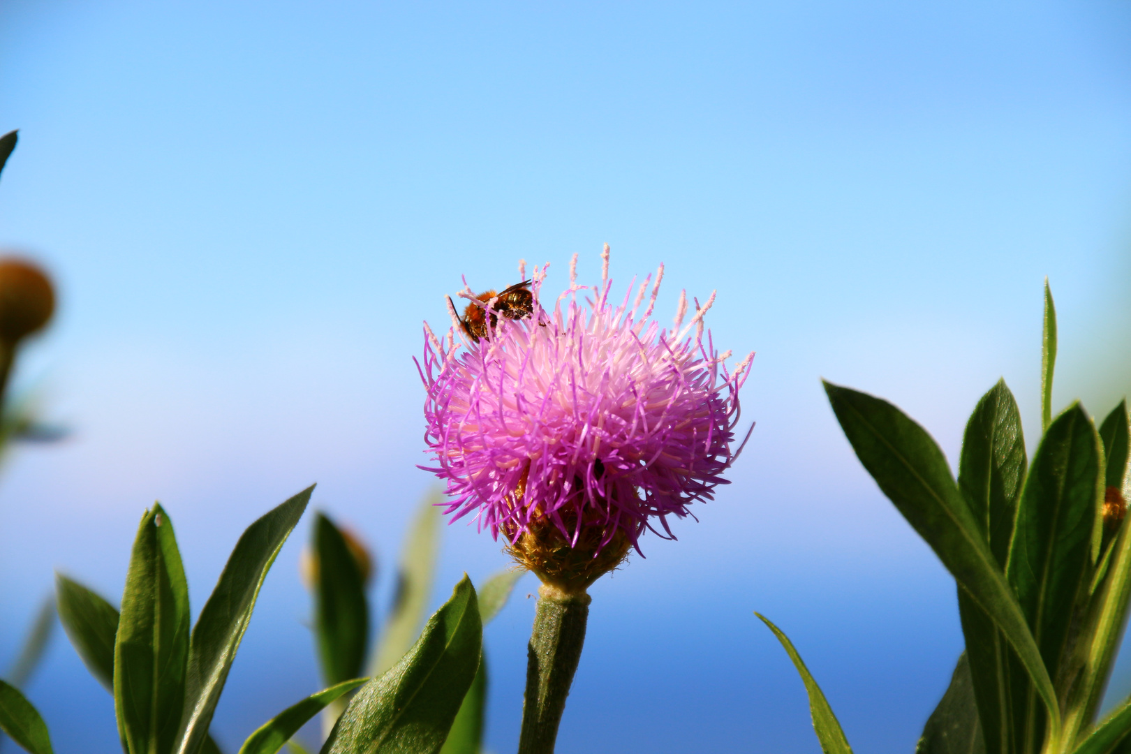 Biene auf Blume