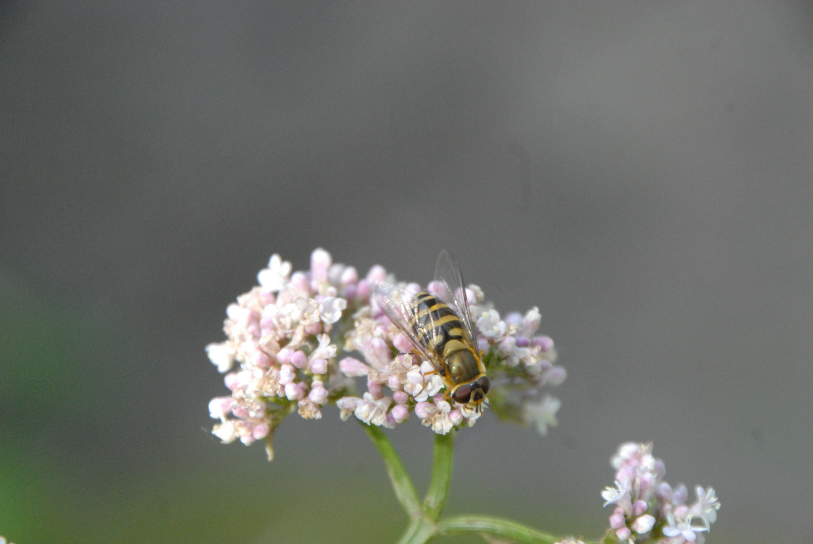 Biene auf Blume