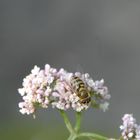 Biene auf Blume