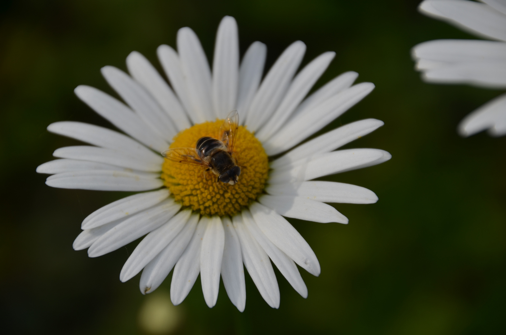 Biene auf Blume