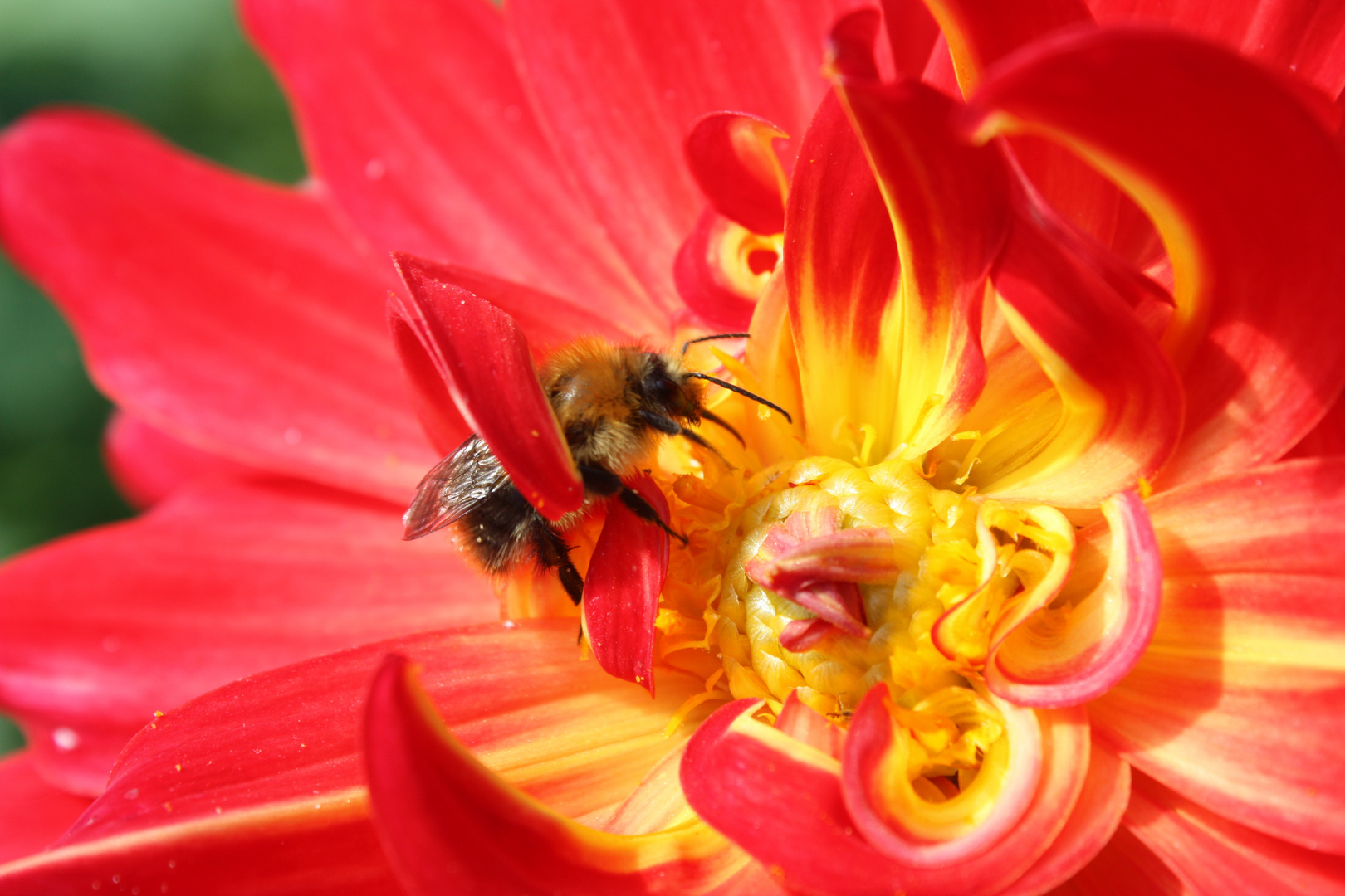 Biene auf Blume