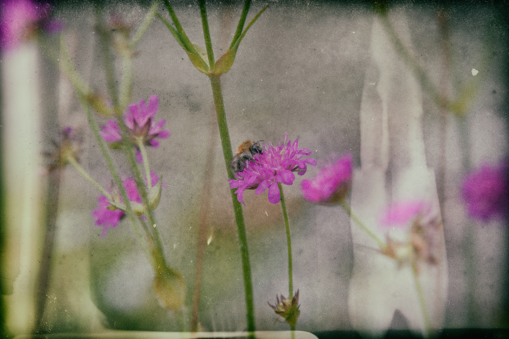 Biene auf Blume