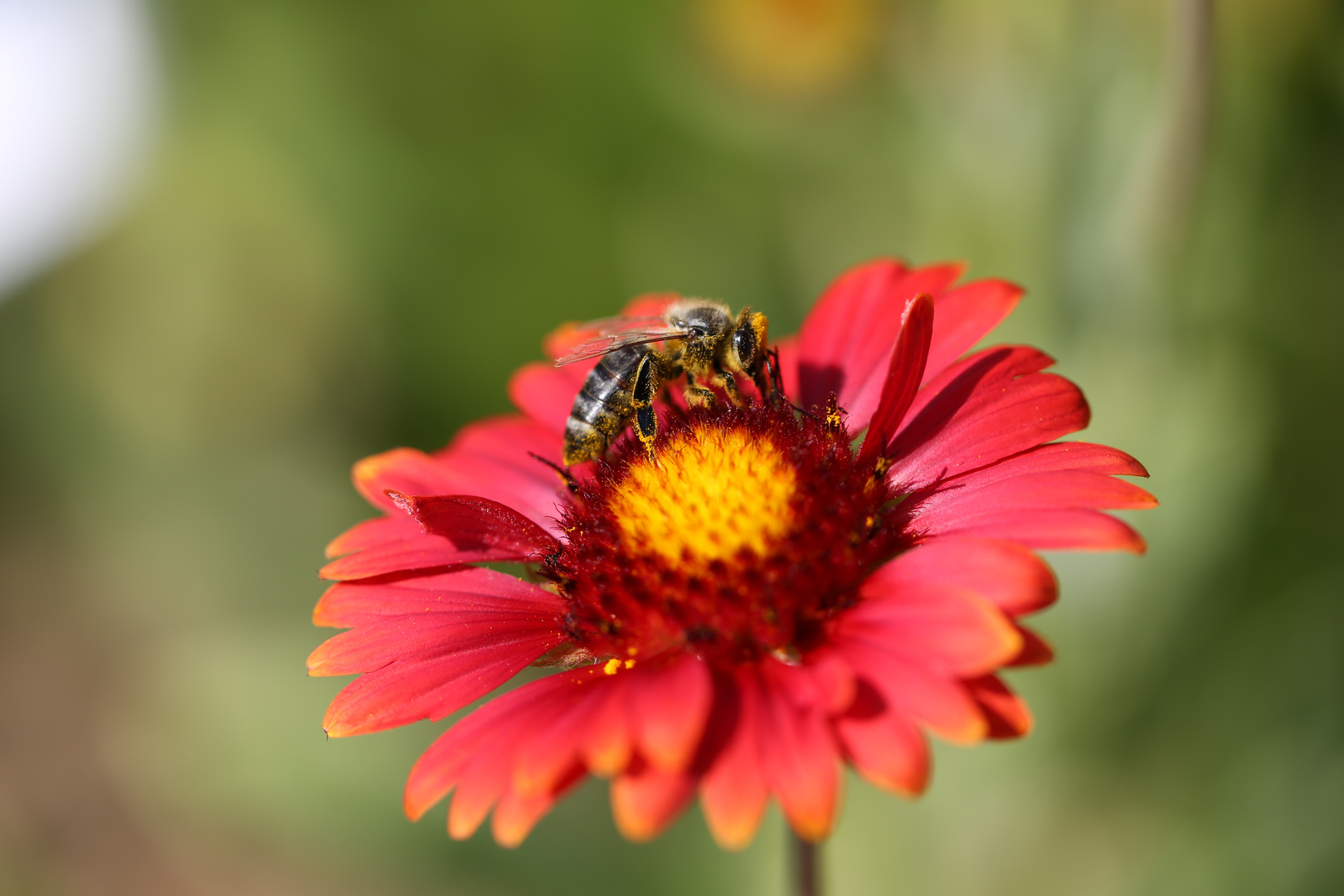 Biene auf Blume