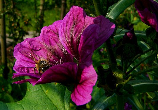 Biene auf Blume