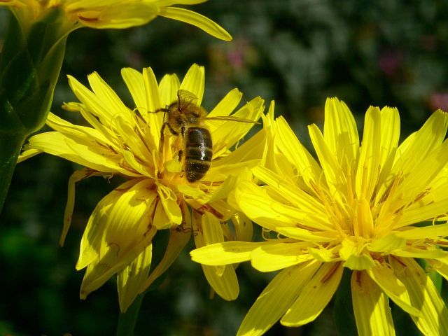 Biene auf Blume