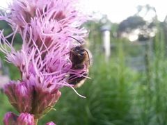 Biene auf Blume