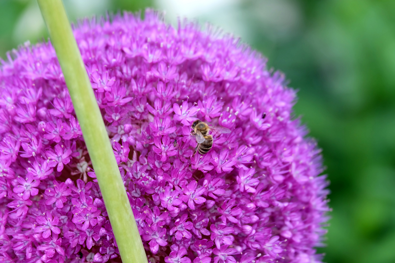 Biene auf Blume