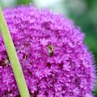 Biene auf Blume