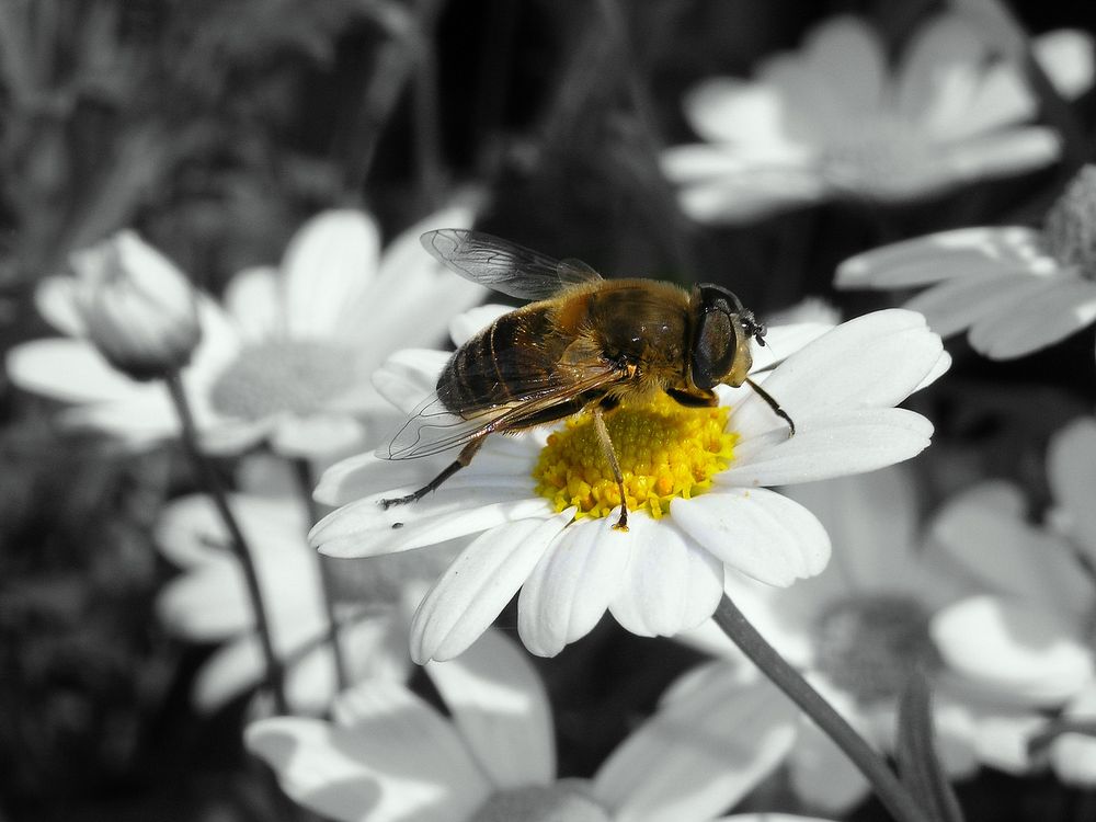 Biene auf Blume - Guten Appetit ;-)