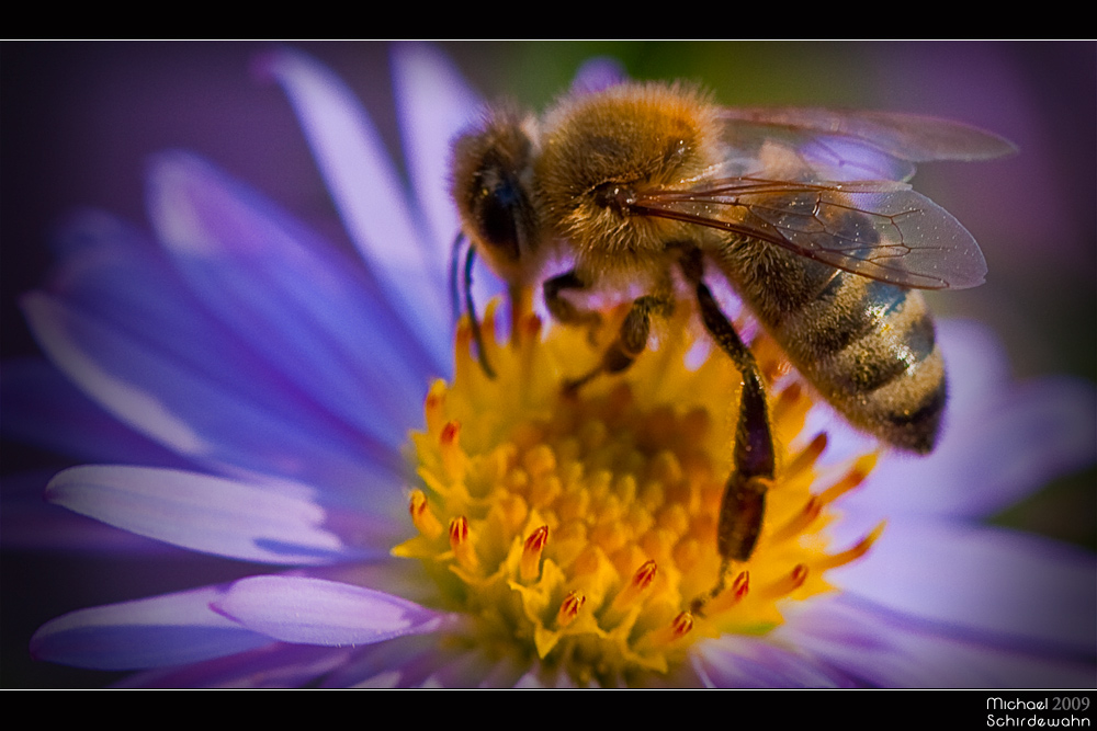 Biene auf Blume II Foto & Bild tiere, wildlife, insekten Bilder auf