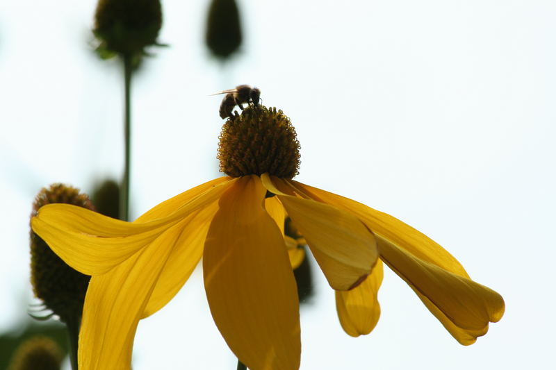 Biene auf Blume - Testphase
