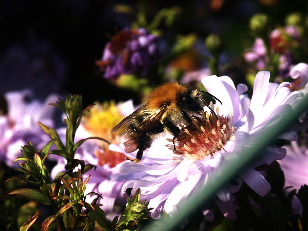 Biene auf Blume (wie originell)