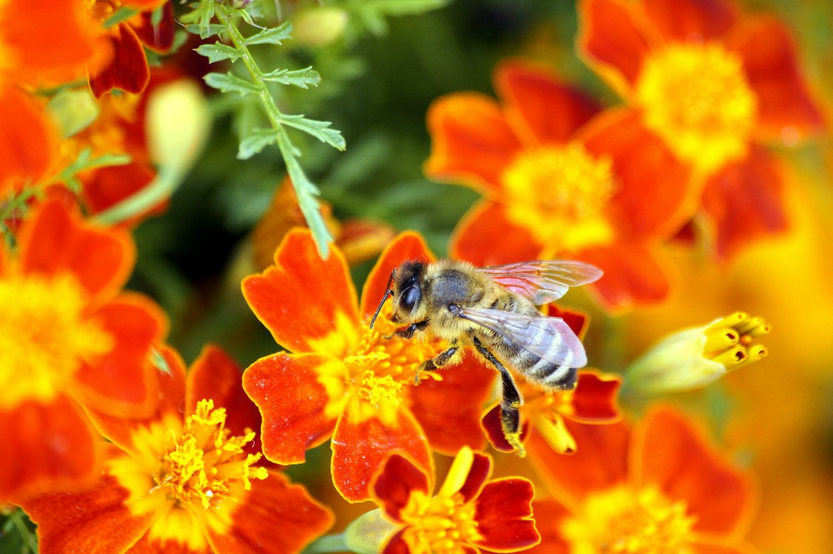 Biene auf Blumenbett