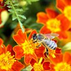 Biene auf Blumenbett