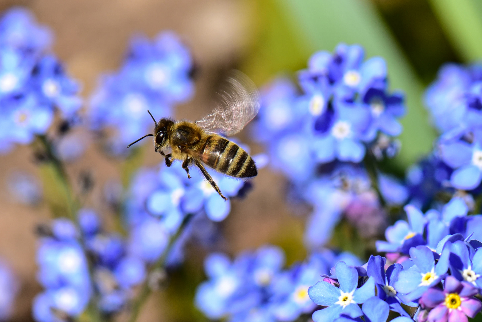 Biene auf Blumenmeer