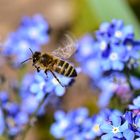 Biene auf Blumenmeer
