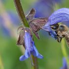 Biene auf Blumenwiese