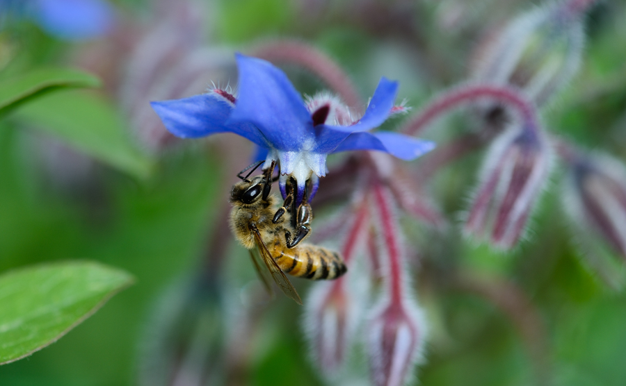 Biene auf Boretsch