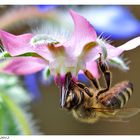 Biene auf Borretsch-Blüte