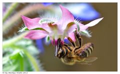 Biene auf Borretsch-Blüte