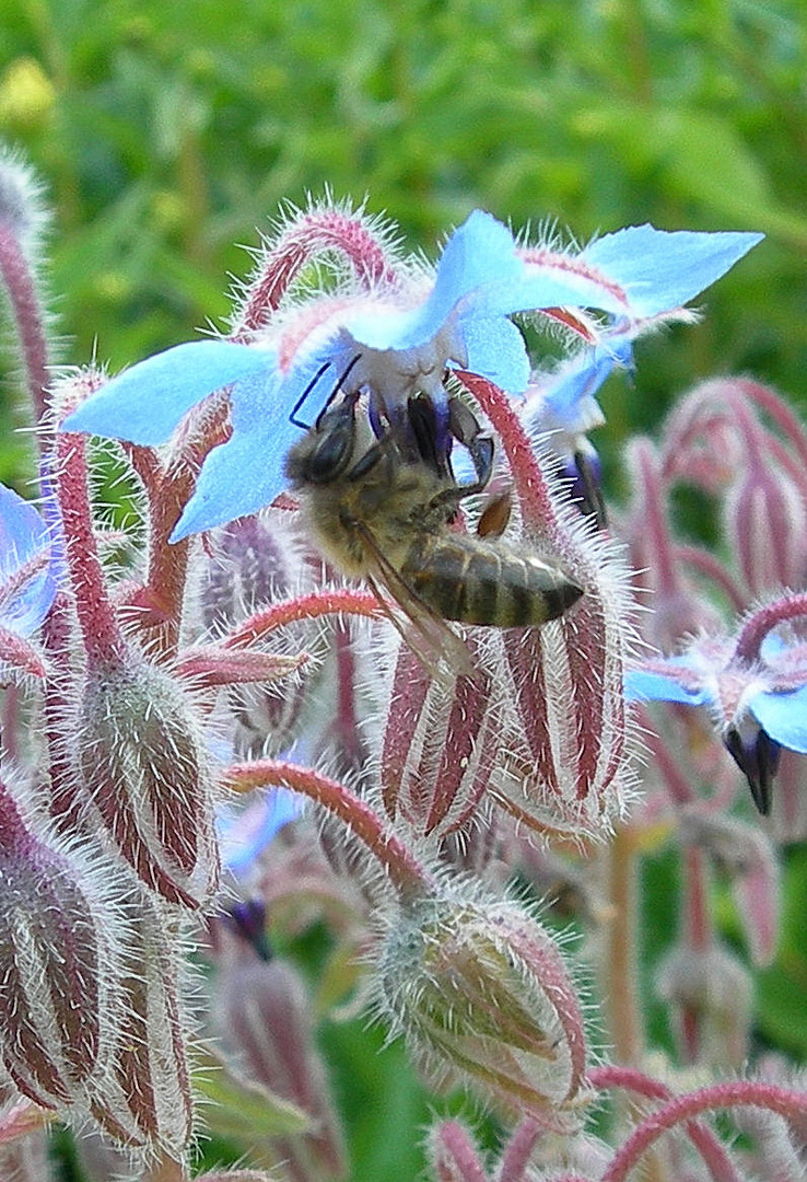 Biene auf Borretsch-Blüte