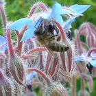 Biene auf Borretsch-Blüte