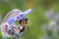 Biene auf Borretsch II
