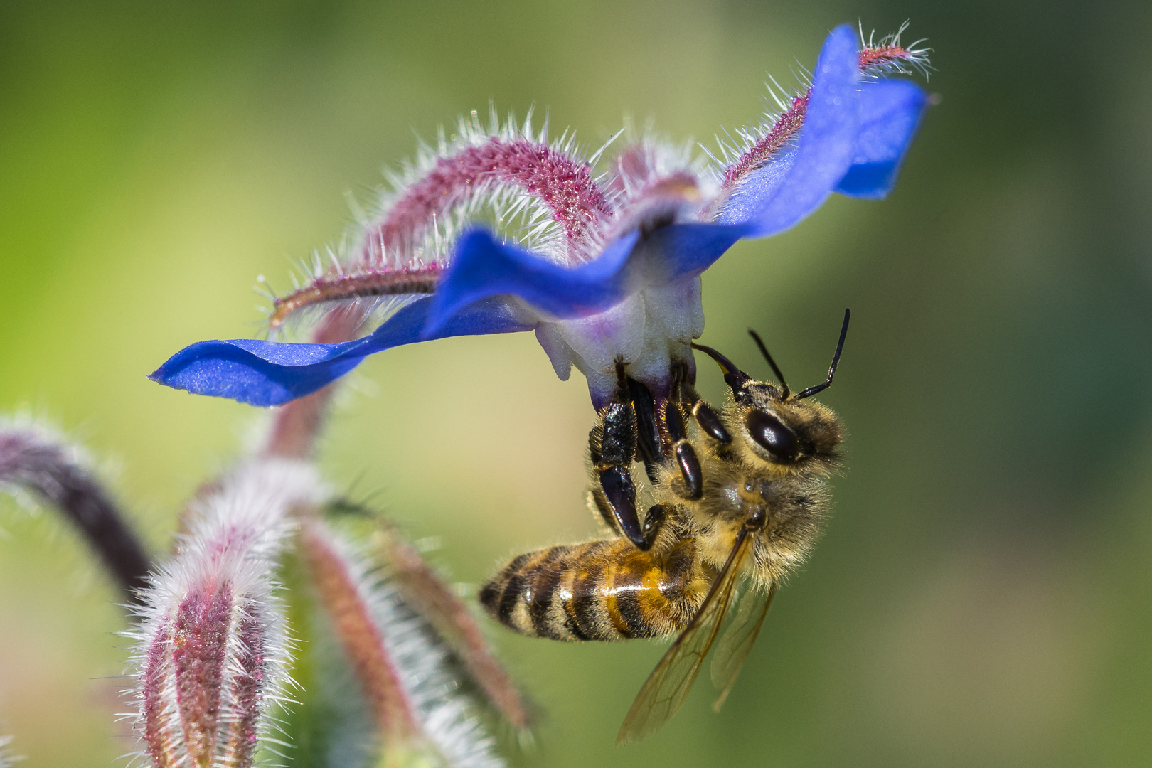 Biene auf Borretschblüte 1