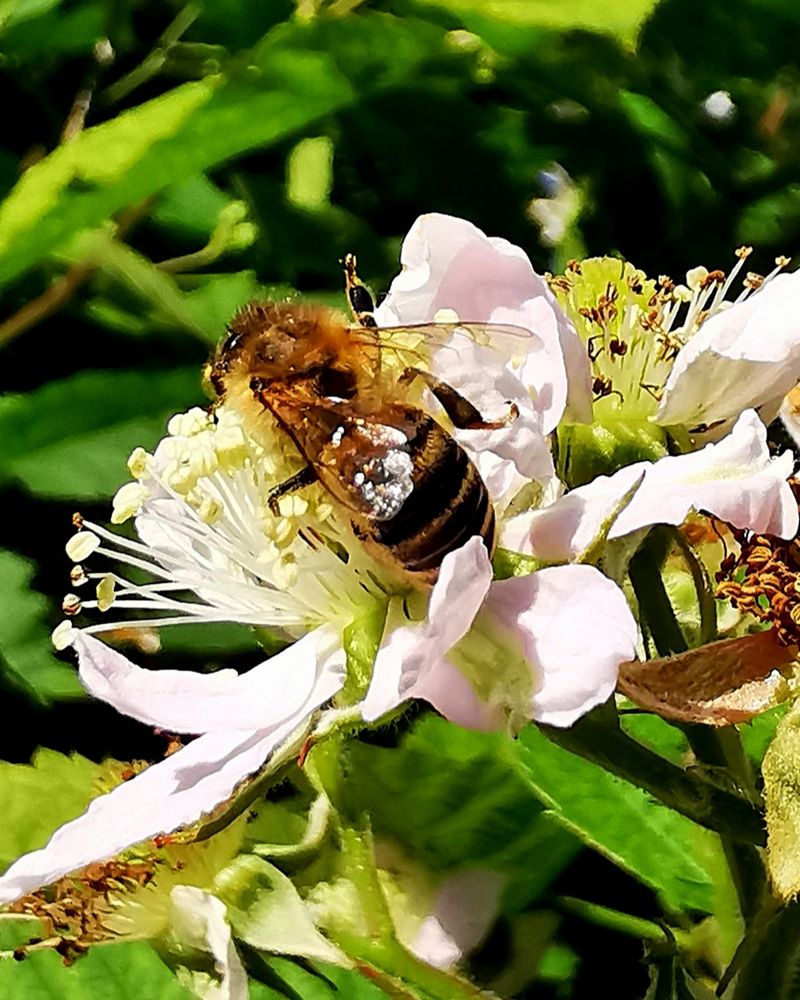 Biene auf Brombeerblüte 