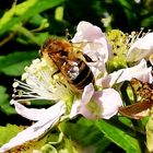 Biene auf Brombeerblüte 