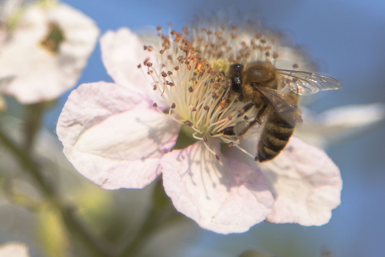 Biene auf Brombeerblüte