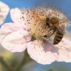 Biene auf Brombeerblüte