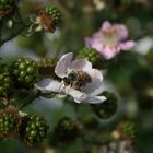 Biene auf Brombeerblüte