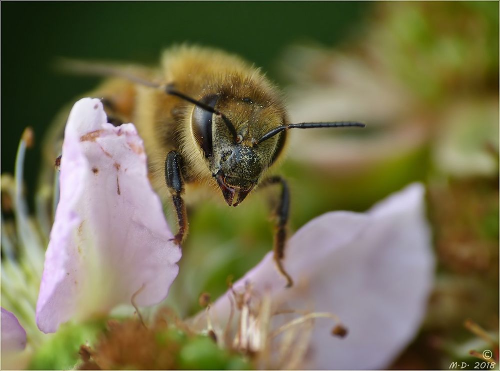 Biene auf Brombeerblüte.