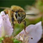 Biene auf Brombeerblüte.