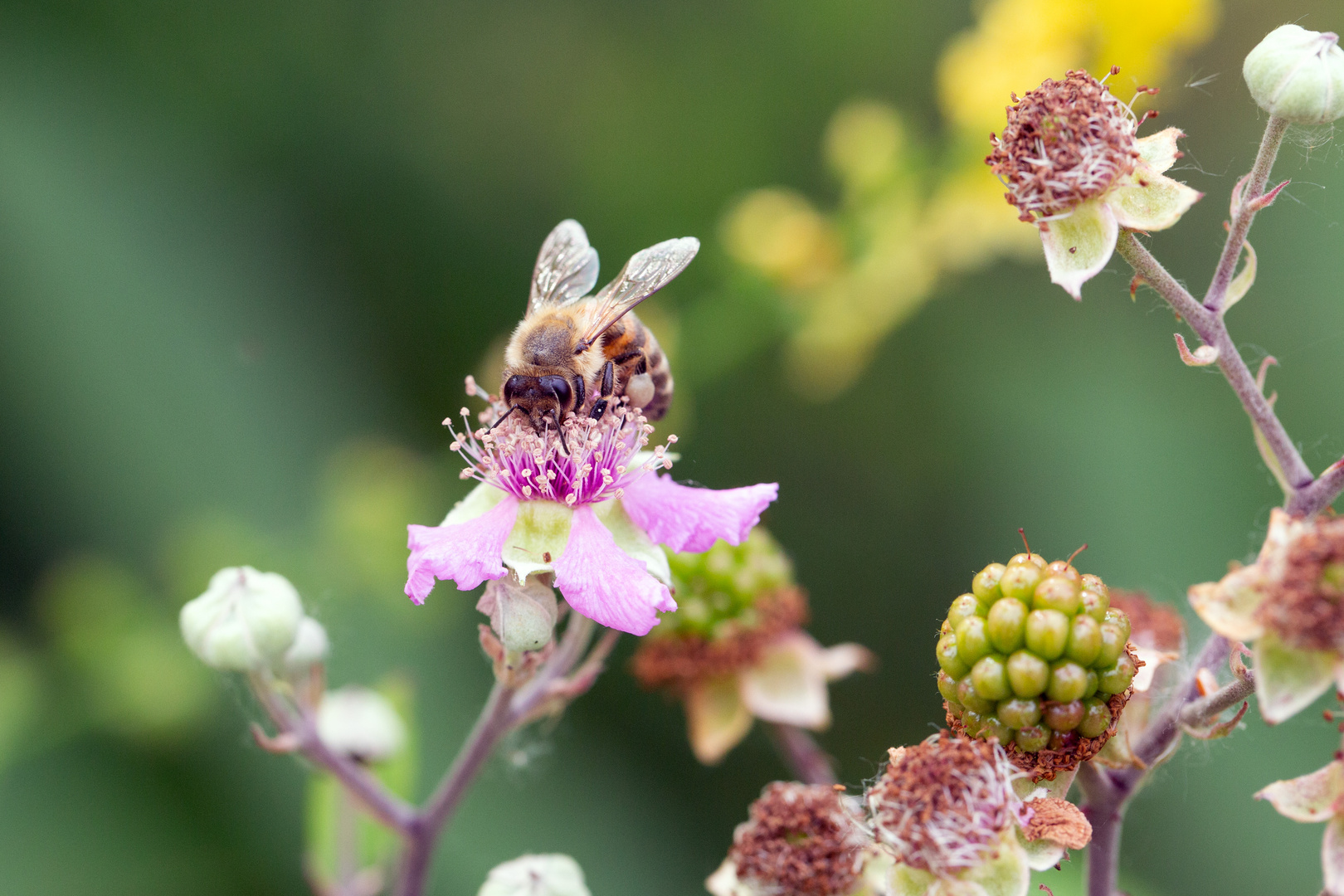 Biene auf Brombeerblüte