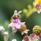 Biene auf Brombeerblüte