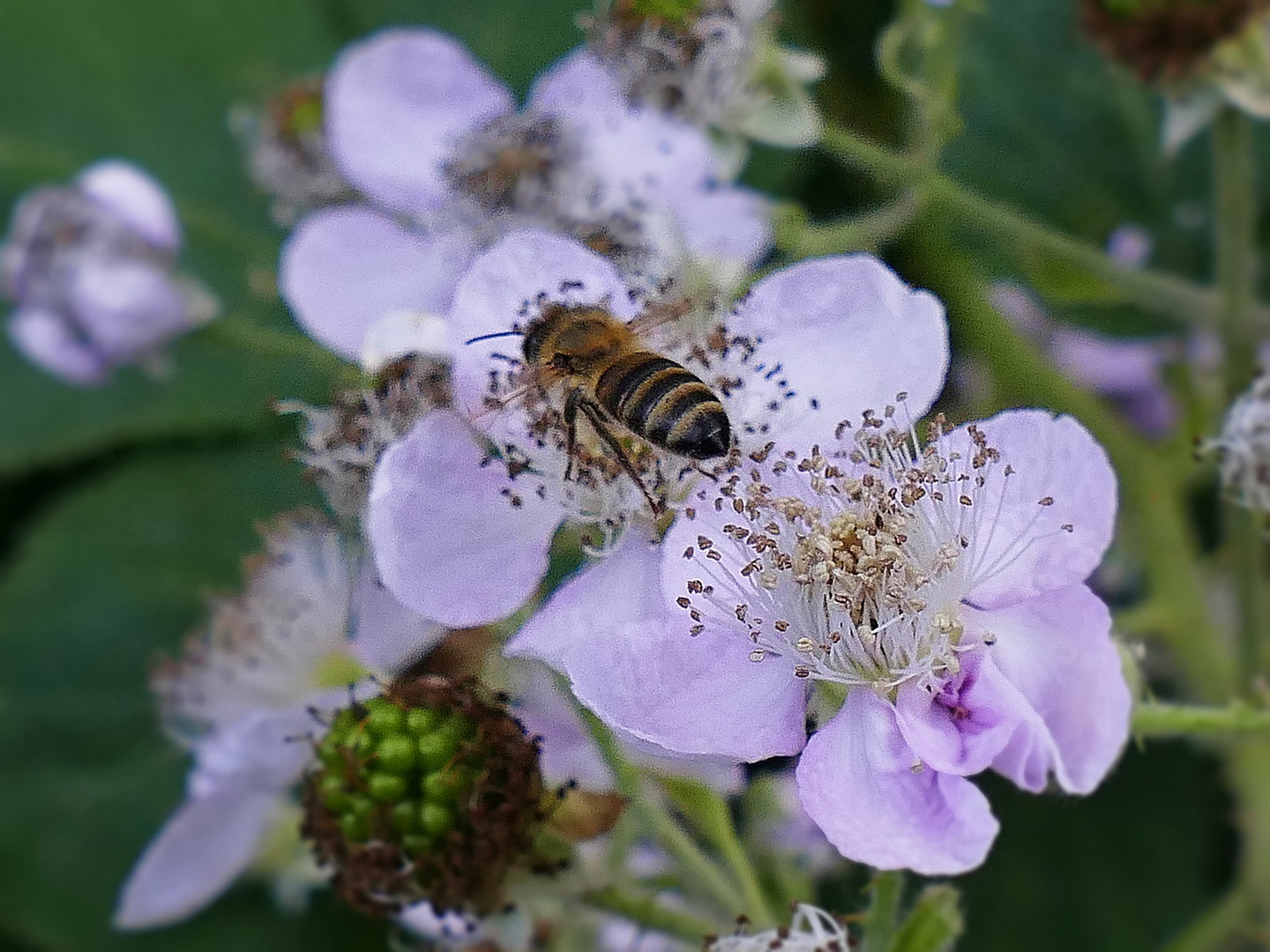 Biene auf Brombeerblüte!