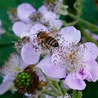 Biene auf Brombeerblüte!