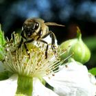 Biene auf Brombeerblüte